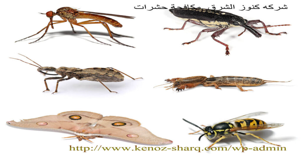 شركة مكافحة حشرات
