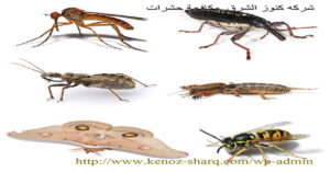 شركة مكافحة حشرات