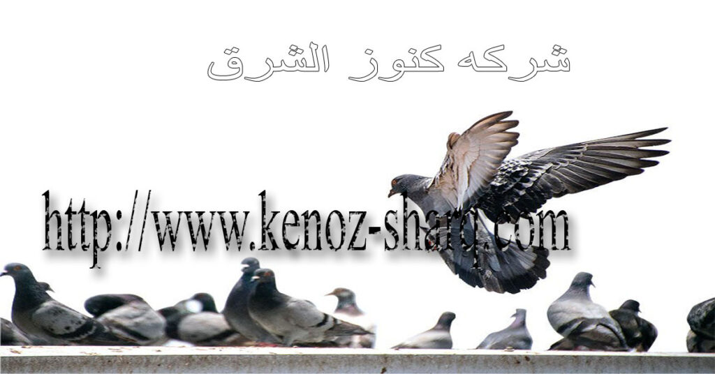 شركة طارد حمام بالرياض